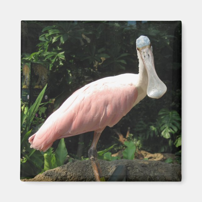 Spoonbill Magnet (Framsidan)