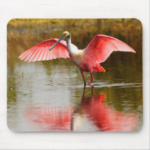 Spoonbill Musmatta