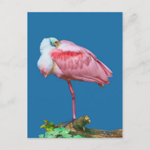 Spoonbill on One Leg Postcard Vykort