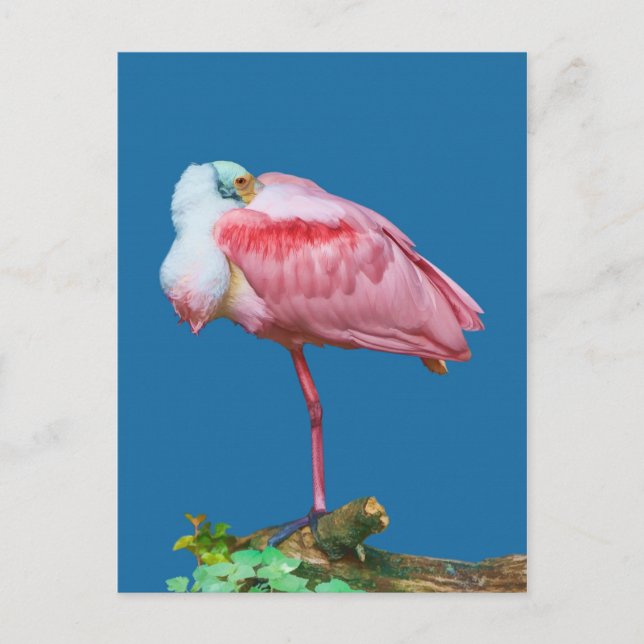 Spoonbill on One Leg Postcard Vykort (Framsida)