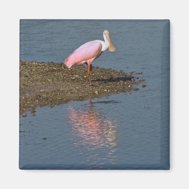 Spoonbill Refltions Magnet (Framsidan)