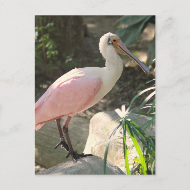 Spoonbill Vykort (Framsida)