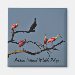 Spoonbills och Cormorantmagnet Magnet