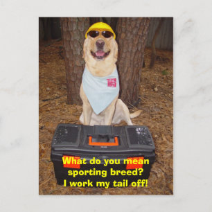 Sport Breed? Vykort