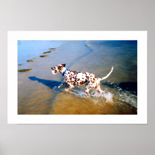 SPOT DEN DALMATIAN HUNDEN POSTER