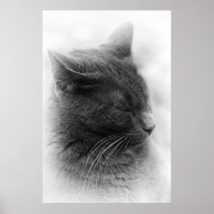 Spot- Grått, katt Poster