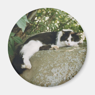 Spot Magnet