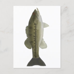 Spoted Bass Vykort