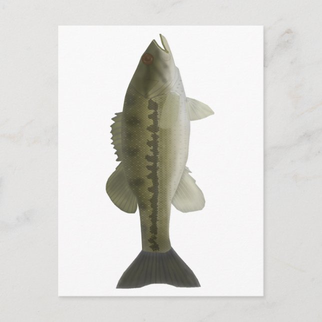 Spoted Bass Vykort (Framsida)