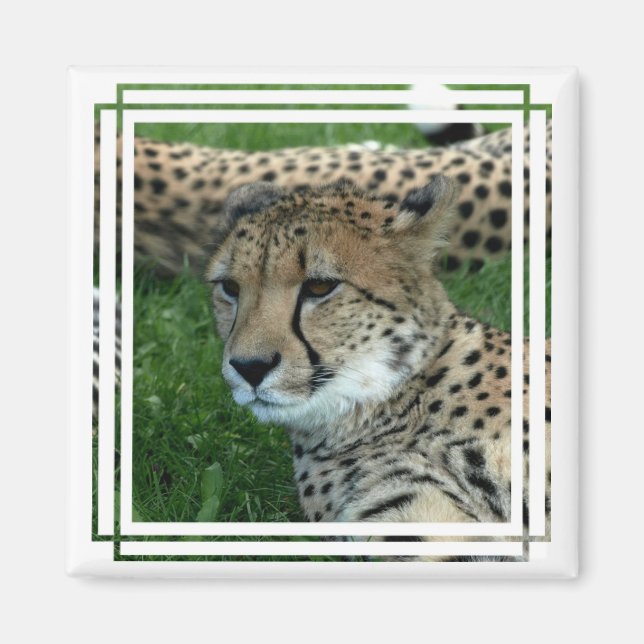 Spoted Cheetah Square Magnet (Framsidan)