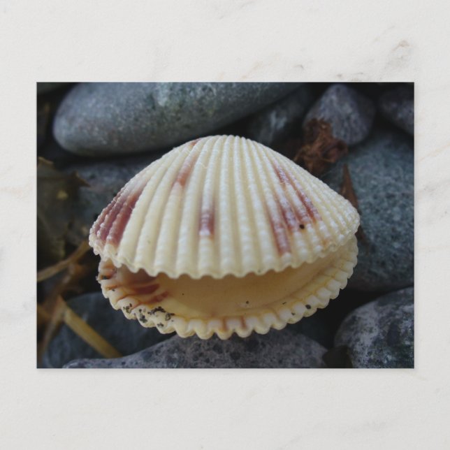 Spoted Cockle Snäcka, Dutch Harbour, AK Vykort (Framsida)