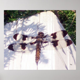 Spoted Dragonfly Poster