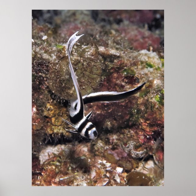 Spoted Drum Juvenile Poster (Framsidan)