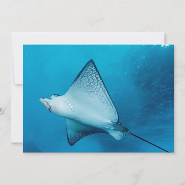 Spoted Eagle Ray (Framsida)