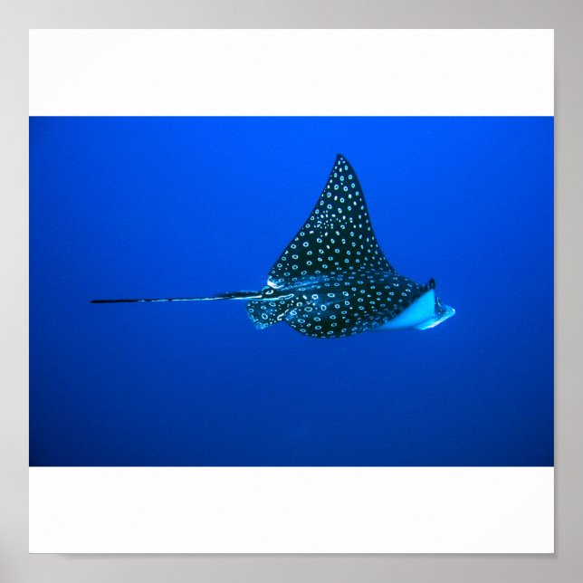 Spoted Eagle Ray, Belize 2006 Poster (Framsidan)
