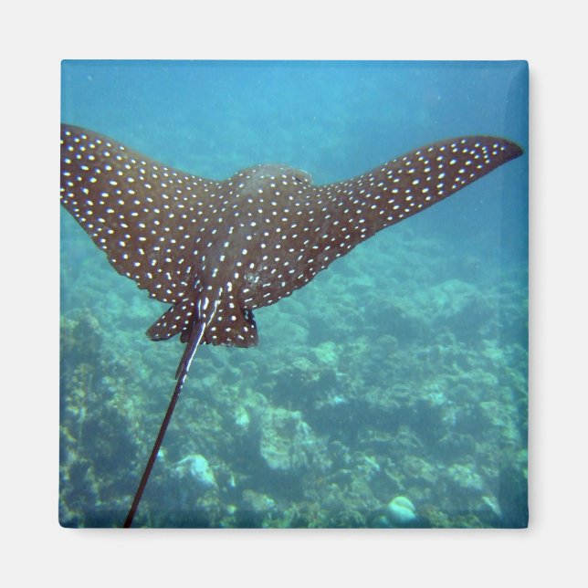 Spoted Eagle Ray Magnet (Framsidan)