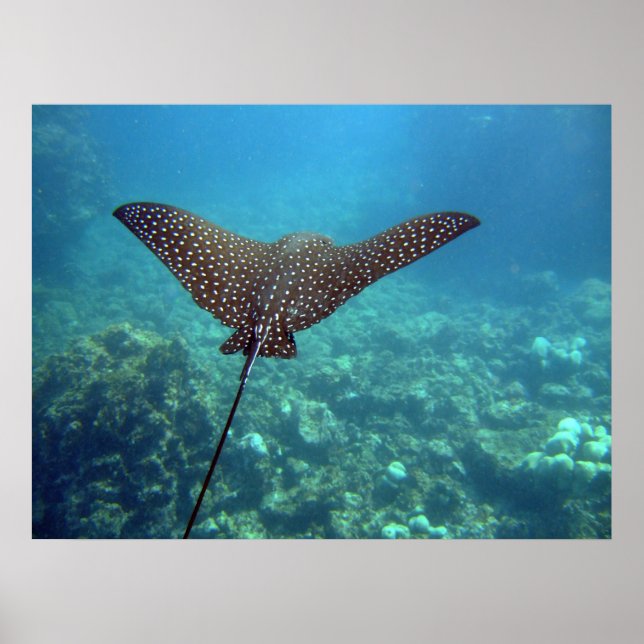 Spoted Eagle Ray Poster (Framsidan)