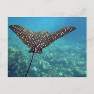 Spoted Eagle Ray Vykort
