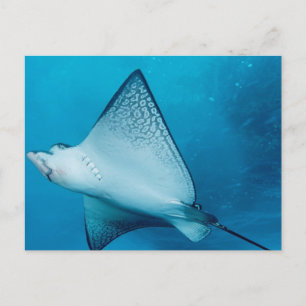 Spoted Eagle Ray Vykort