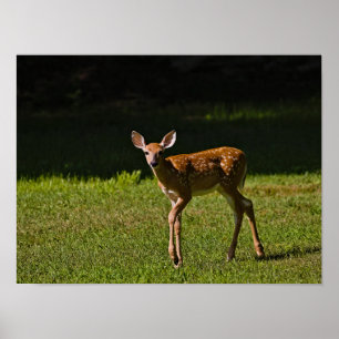 Spoted Fawn Poster