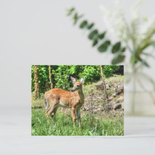 Spoted Fawn Vykort