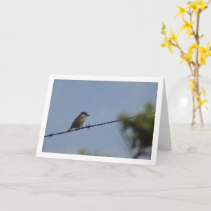 Spoted Flycatcher Bird Kort
