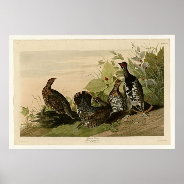 Spoted Grous Poster (Framsidan)