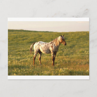 Spoted Horse Stallion Vykort