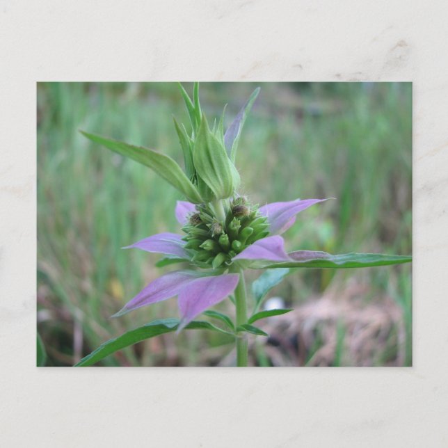 Spoted Horsemint, M. punctata Vykort (Framsida)