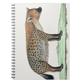 Spoted Hyena Illustration | Afrika Djur Anteckningsbok