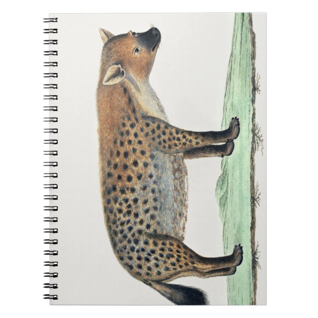 Spoted Hyena Illustration | Afrika Djur Anteckningsbok (Framsidan)