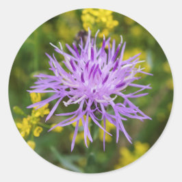 Spoted Knapweed Lila WildblommRound Stickers Runt Klistermärke