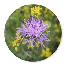 Spoted Knapweed Lila Wildblommrunda Magnet