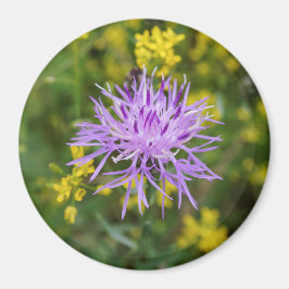 Spoted Knapweed Lila Wildblommrunda Magnet