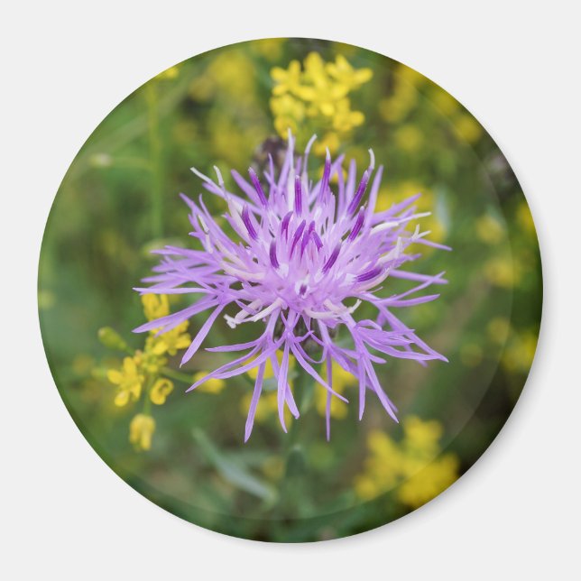 Spoted Knapweed Lila Wildblommrunda Magnet (Framsidan)
