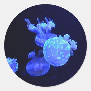Spoted Lagoon Jelly #1 Stickers Runt Klistermärke