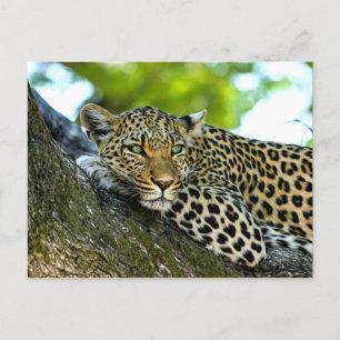 Spoted Leopard Vykort