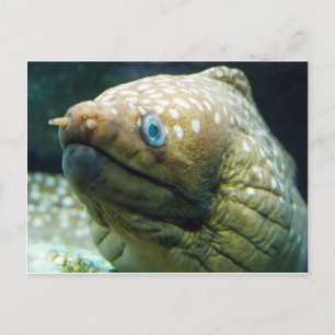 Spoted Moray Eel Vykort