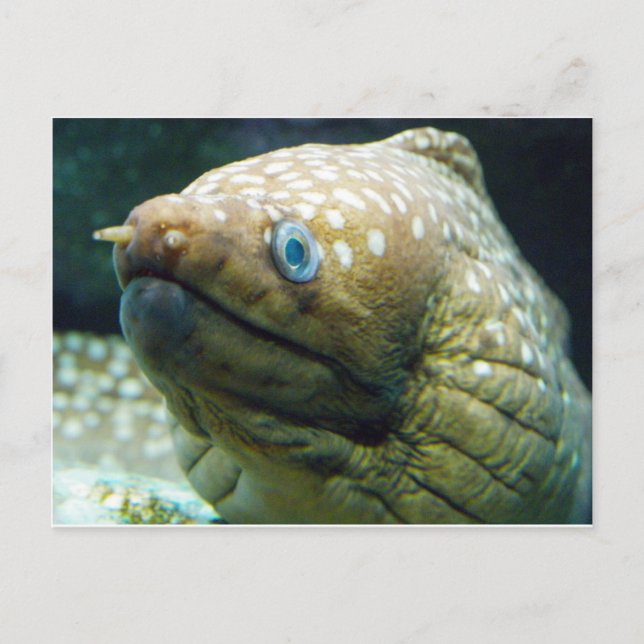 Spoted Moray Eel Vykort (Framsida)