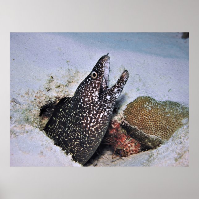 Spoted Moray i Cozumel Poster (Framsidan)