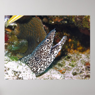 Spoted Moray Poster