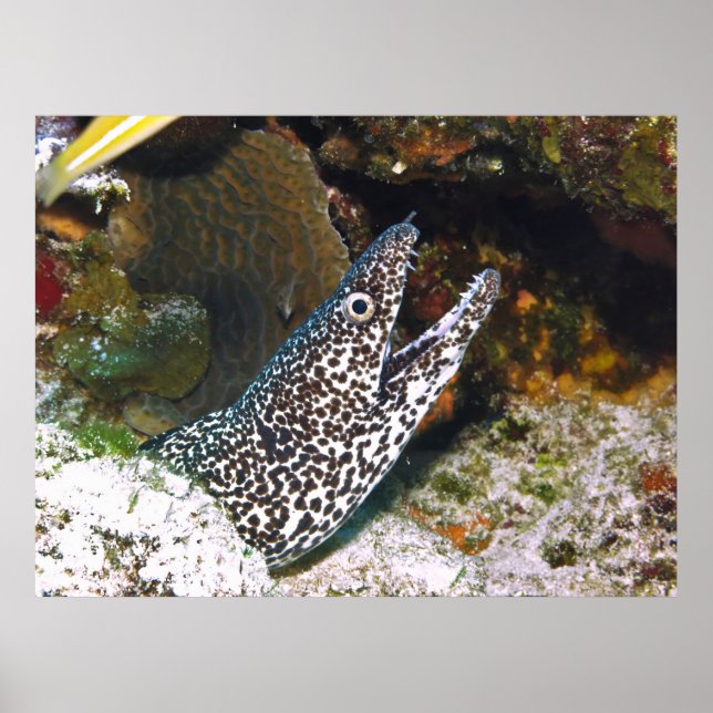 Spoted Moray Poster (Framsidan)