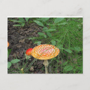 Spoted Mushroom Vykort