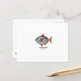 Spoted Opah - Marine Animals of California Vykort