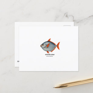 Spoted Opah - Marine Animals of California Vykort