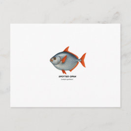 Spoted Opah - Marine Animals of California Vykort