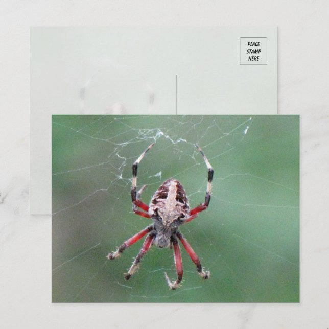 Spoted Orbweaver Spider Postcard Vykort (Fram/baksida)