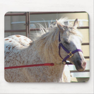 Spoted Pony Musmatta