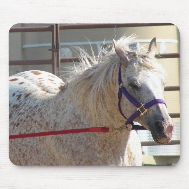 Spoted Pony Musmatta (Framsidan)