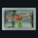 Spoted Red and Black Dragonfly<br><div class="desc">Röd och svart drakonfluga drakar,  flugor,  drakflugor,  drakflugor,  flygande,  drakar,  insekt,  insektra,  trädgård,  natur,  tillväxt,  växter,  drakflugor och damselfirer,  lugn,  roligt,  sommar,  glädje,  grönt orange lila gult</div>